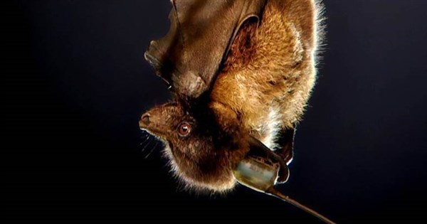 Formosan flying fox colony thrives in urban Hualien on old trees: Study - Focus Taiwan