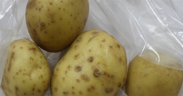 Potatoes from U.S. intercepted over excessive glycoalkaloids - Focus ...