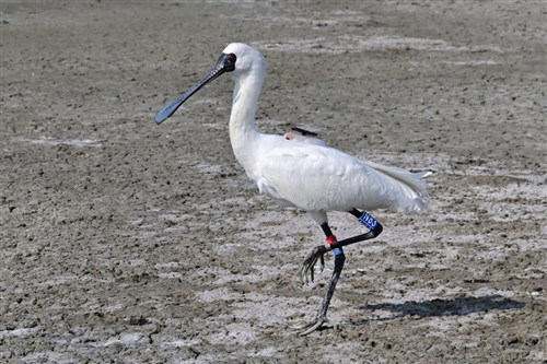 Burung spoonbill 'tunggangi' taifun ke Taiwan untuk migrasi musim dingin