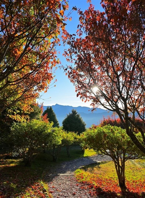 Puncak musim daun maple di Alishan berlangsung hingga tahun baru