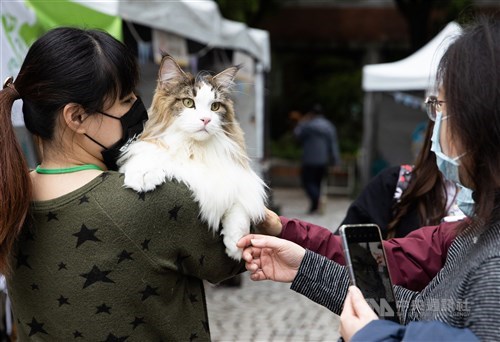 Pemilik kucing peliharaan non-microcip akan didenda mulai 2026