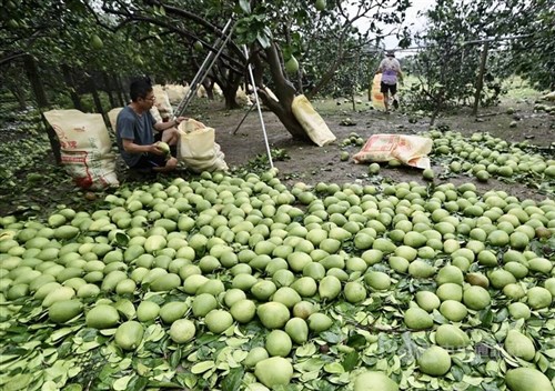 Taifun Danas dan hujan lebat sebabkan kerugian pertanian lebih dari NT$2,6 miliar di Taiwan