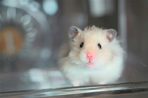 Wanita Thailand yang buang hamster ke toilet akhirnya didakwa