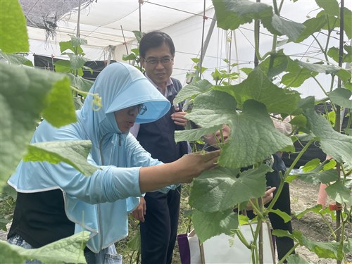 Imigran baru di Changhua berakar bersama timun