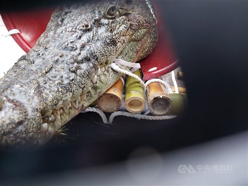 Pria Taiwan didenda karena bawa buaya ke Parlemen untuk protes larangan peliharaan eksotis