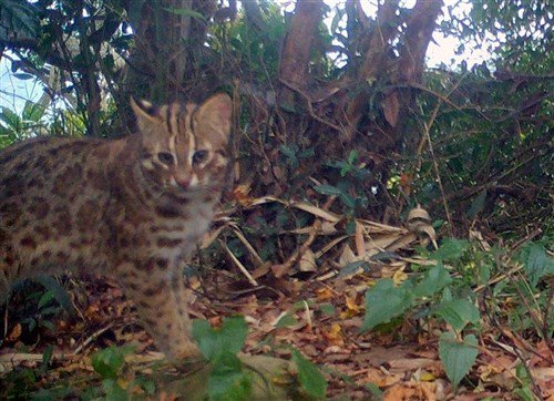 Pekerja migran penjual kucing dilindungi Taiwan divonis 1 tahun
