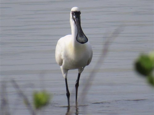 Kepolisian Taiwan sebut burung yang diburu pekerja migran bukan spesies dilindungi