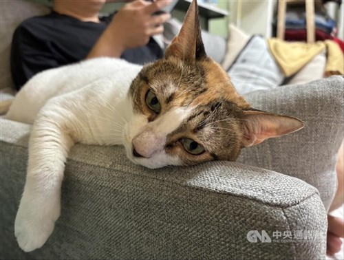 Jumlah kucing peliharaan di Taiwan capai 1,74 juta di tahun 2025, lampaui jumlah anjing