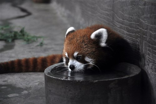 Pejabat: Kebun Binatang Taipei akan terima dua panda merah hari Sabtu