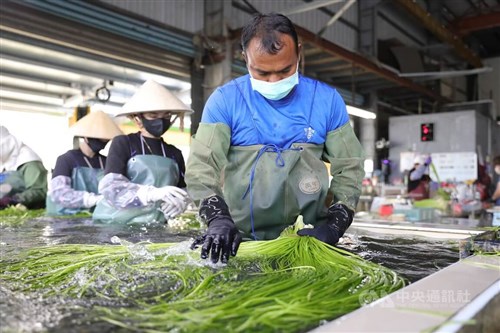 Pekerja Tailan temukan rumah kedua di pertanian tetepok Taiwan selatan
