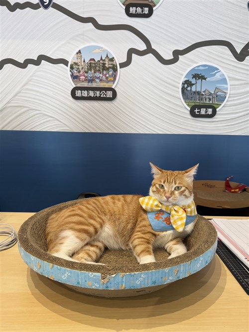 Mantan kucing liar jadi karyawan bintang di Stasiun Bus Hualien