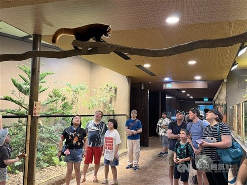 Panda merah Taipei Zoo, Chi-Chi, beradaptasi dengan baik di Singapura