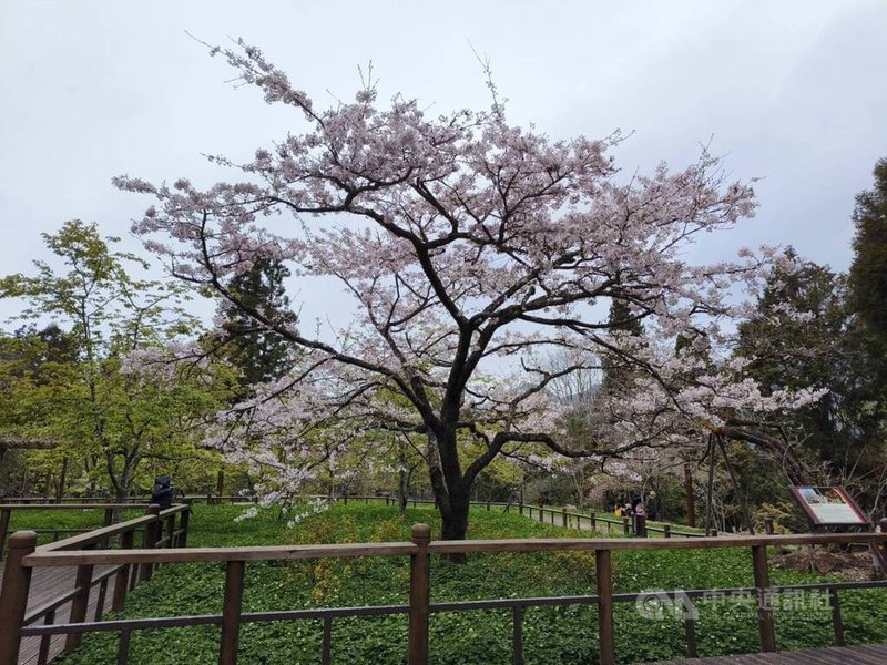 Festival Bunga Alishan, ada berbagai jenis bunga seperti wisteria, magnolia, dan anggrek daun tunggal Taiwan yang mekar secara bergantian. Para pengunjung dapat menikmati bunga yang berbeda tergantung pada waktu kunjungan. (Sumber Foto : CNA Taipei, 10 Maret 2024)