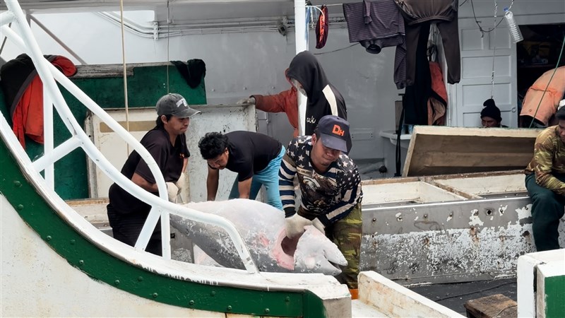 Beberapa anak buah kapal migran di Pingtung sedang bekerja. (Sumber Foto : CNA Taipei, 10 April 2024)