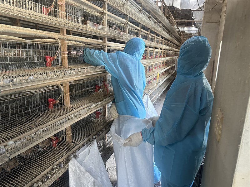 Petugas ADCC sedang melakukan proses pemusnahan puluhan ribu unggas terinfeksi virus H5N1, pembersihan dan disinfeksi di salaha satu peternakan Kota Lukang (Sumber : Pemerintah Kabupaten Changhua, 4 September 2024)