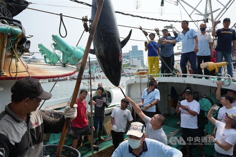 Sebuah kapal penangkap ikan menangkap tuna besar, foto untuk ilustrasi semata. (Sumber Foto : Dokumentasi CNA)