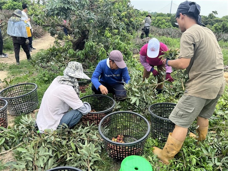 Pekerja migran yang didatangkan dari Kabupaten Pingtung membantu memanen leci di Kaohsiung pada bulan Mei tahun ini. (Sumber Foto : Biro Pertanian Kota Kaohsiung)