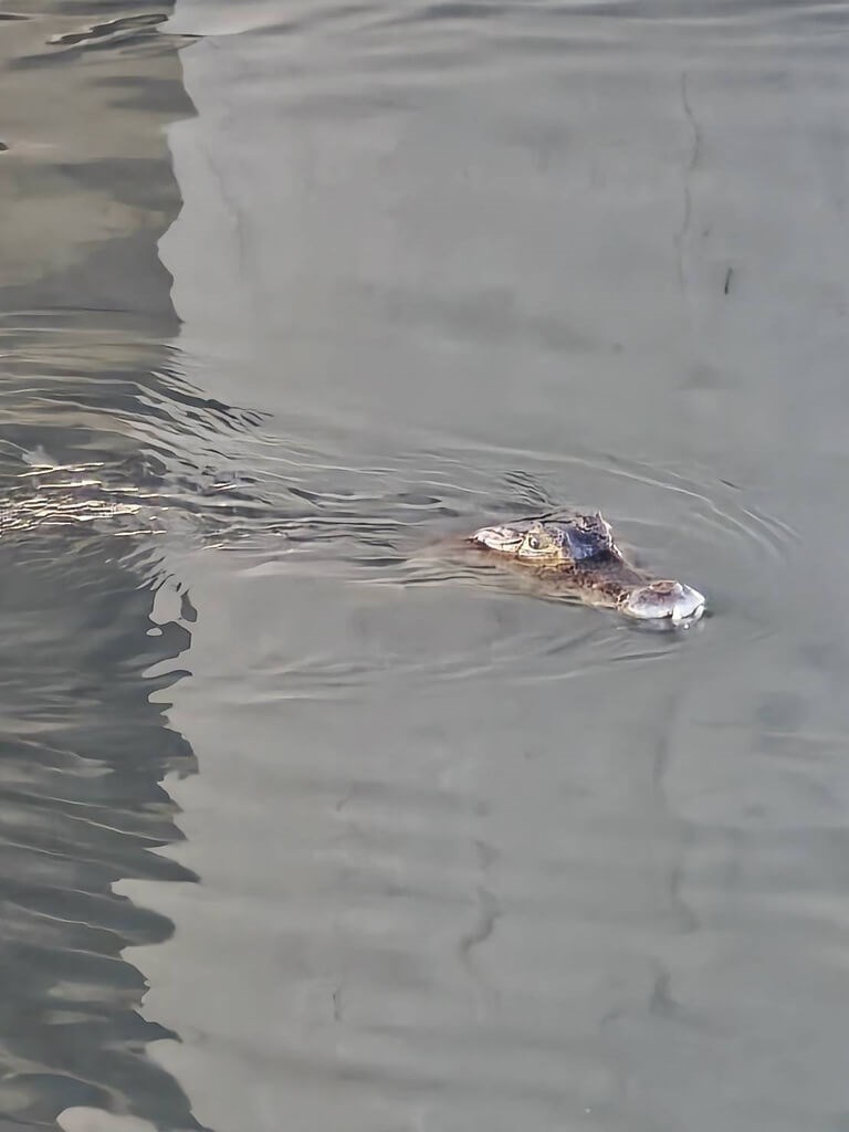 Kaiman berkacamata berenang di Sungai Gaoping di Kecamatan Wandan, Kabupaten Pingtung.  (Sumber Foto : Departemen Pertanian Kabupaten Pingtung)