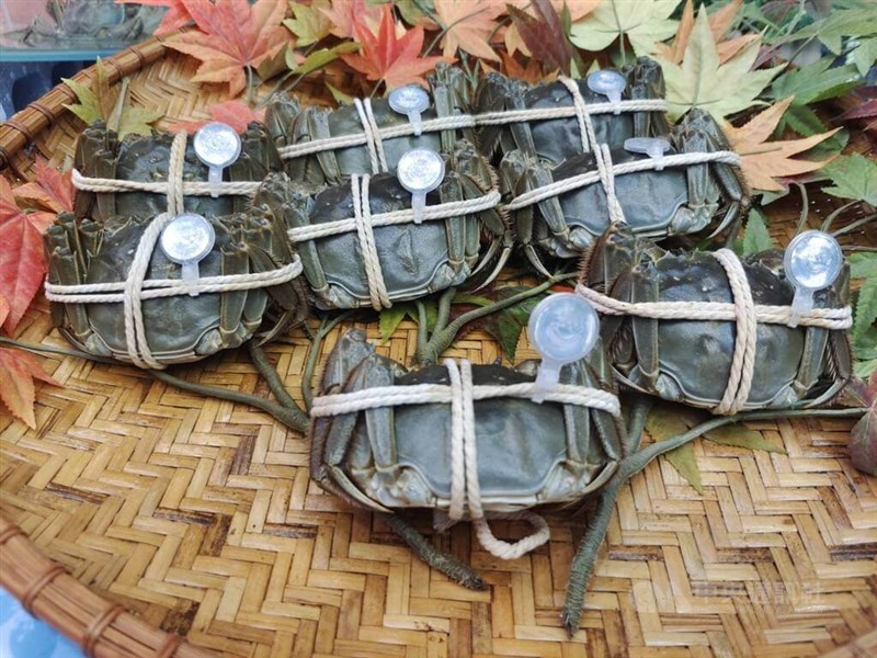 Kepiting Mitten yang diproduksi dari Kabupaten Miaoli, Taiwan, ditampilkan dalam penyebaran promosi dalam foto arsip CNA ini untuk tujuan ilustratif.