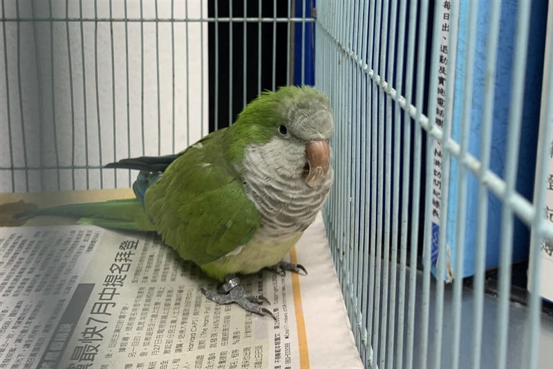 A Chiu, burung beo milik wanita bermarga Chang yang sempat hilang di Tainan. (Sumber Foto : Kepolisian)