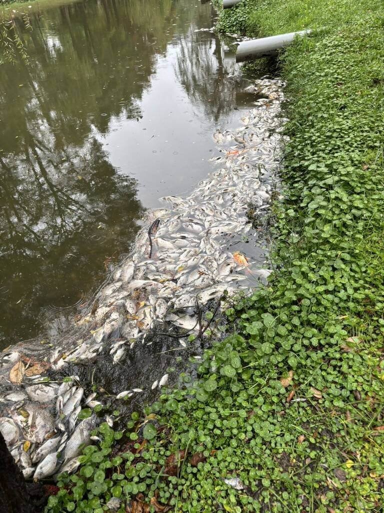 Sejumlah besar ikan ditemukan mati di perairan Barclay Memorial Park di Distrik Timur Kota Tainan. (Sumber Foto : Pemerintah Kota Tainan, 3 Januari 2025)