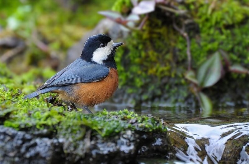 Burung asli Taiwan Sittiparus castaneoventris, atau chestnut-bellied tit. (Sumber Foto : Wikipedia: Robert tdc, CC BY-SA 2.0)