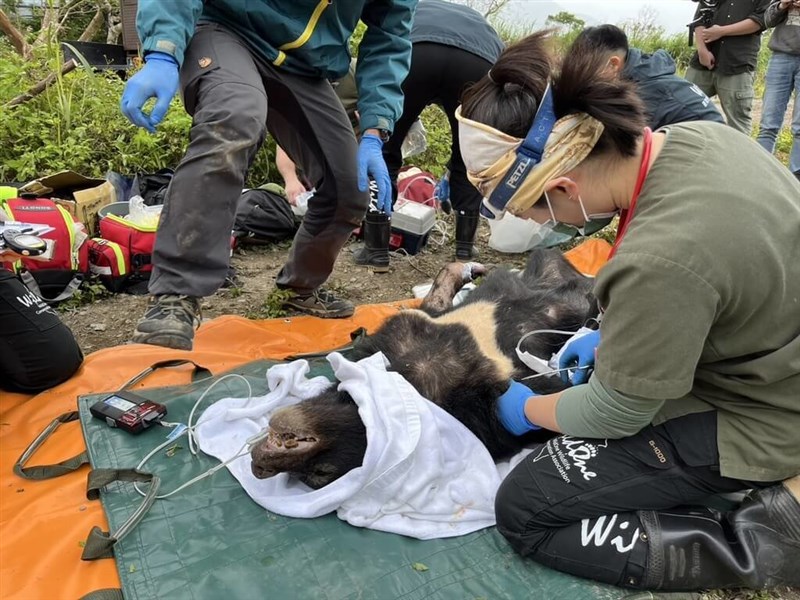 Seekor beruang hitam memasuki sebuah peternakan lebah di Desa Zhuoxi, Kabupaten Hualien pada 25 Januari. (Sumber Foto : Direktorat Jenderal Konservasi Hutan dan Alam Cabang Hualien)