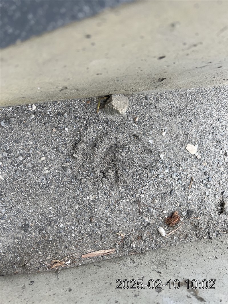 Jejak kaki dari beruang hitam Formosa terlihat di pinggir jalan. (Sumber Foto : Badan Konservasi Hutan dan Alam kantor cabang Hualien)