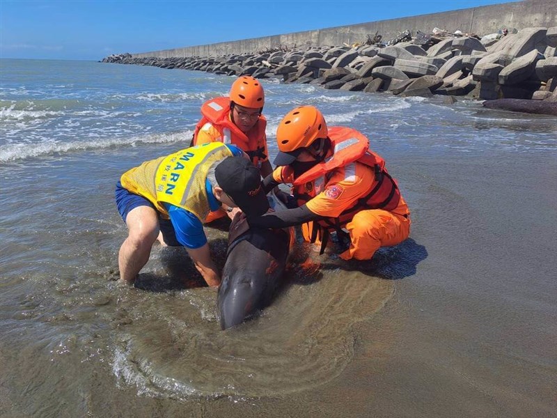 Pekerja penyelamat membantu seekor paus yang terdampar di kota selatan Taiwan, Tainan pada Oktober 2024. (Sumber Foto : Direktorat Jenderal Konservasi Lautan Taiwan)