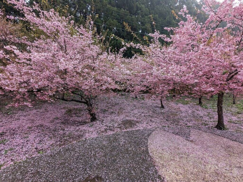 (Sumber Foto : Fushoushan Farm, 5 Maret 2024)