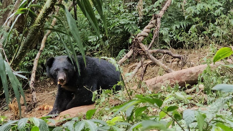Beruang hitam Formosan jantan yang diselamatkan dan dilepaskan ke alam liar pada Senin. (Sumber Foto : Direktorat Jenderal Konservasi Hutan dan Alam Cabang Taitung, 1 April 2025)