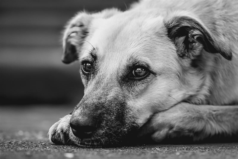 Foto untuk ilustrasi semata. (Sumber Foto : Pixabay)