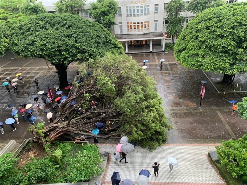 Sebuah pohon tumbang di Feng Chia University, Taichung, Jumat sore. (Sumber Foto : Kontributor pribadi)