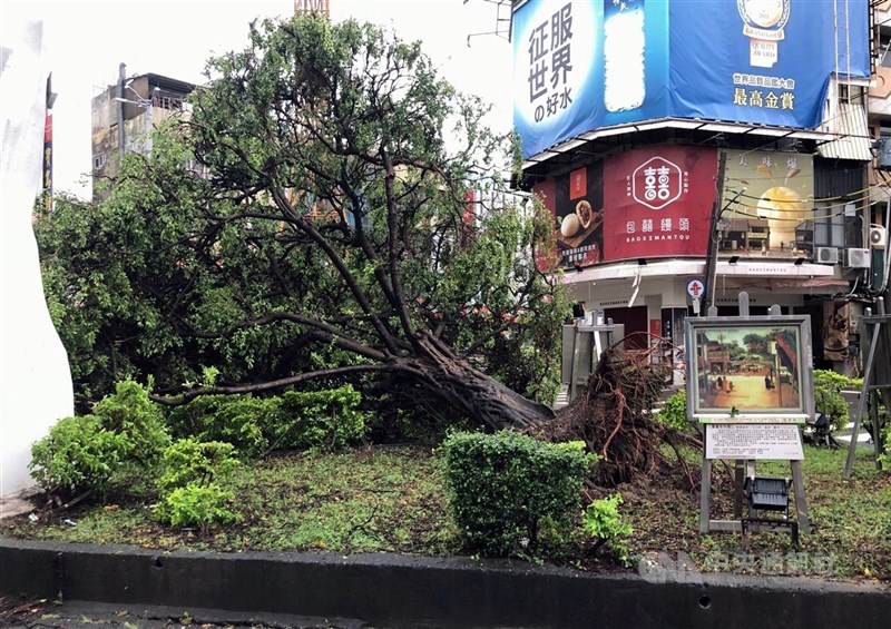 Pohon tua yang menjadi simbol di Fountain Circle Kota Chiayi tumbang, Senin. (Sumber Foto : CNA, 7 Juli 2025)