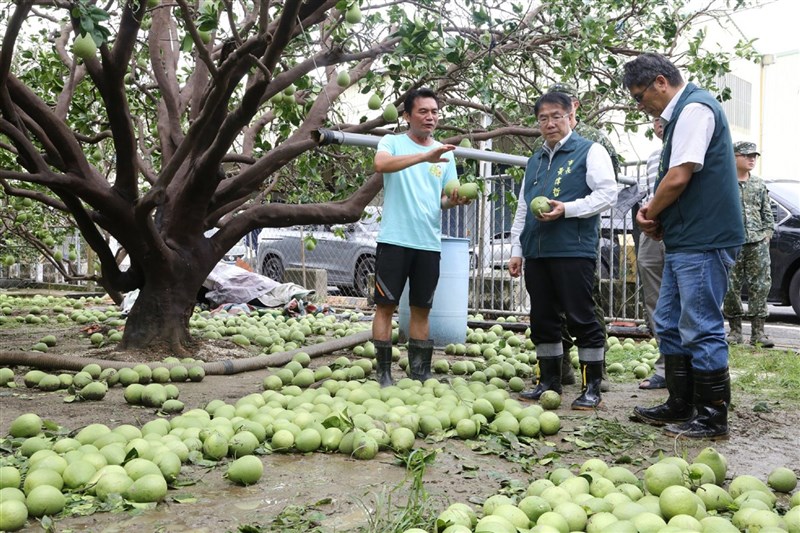Wali Kota Tainan, Huang Wei-che (depan, kedua dari kanan) hari Senin mengunjungi daerah penghasil jeruk pomelo untuk melakukan inspeksi kerusakan akibat bencana. (Sumber Foto : Pemerintah Kota Tainan)
