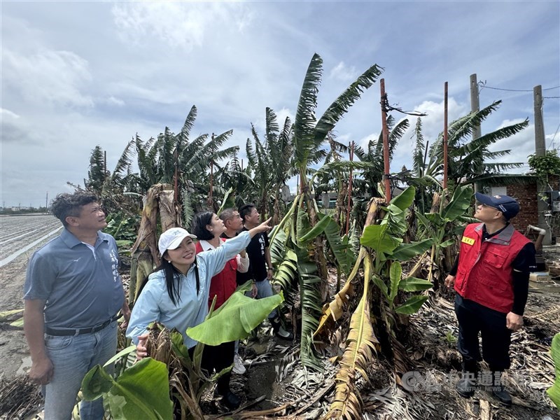 Bupati Yunlin Chang Li-shan (ketiga dari kiri) hari Senin mengunjungi melakukan inspeksi atas kerusakan tanaman akibat bencana taifun. (Sumber Foto : CNA, 7 Juli 2025)
