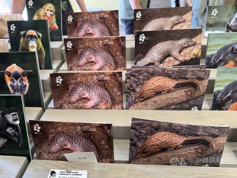 Kartu pos yang menampilkan seekor trenggiling dijual di Kebun Binatang Praha. (Sumber Foto : CNA, 17 Juli 2025)