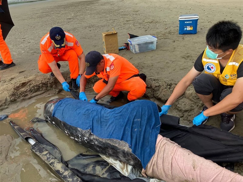 Seekor lumba-lumba risso terdampar di Pantai Haikou, Desa Checheng, Kabupaten Pingtung, Kamis pagi. (Sumber Foto : Pusat Penelitian Biologi Kelautan dan Cetacea NCKU)