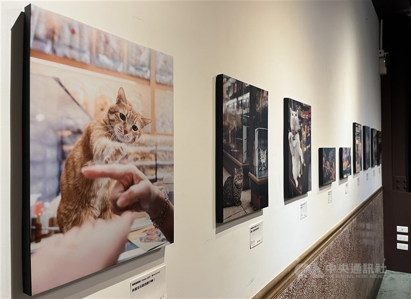 Entri teratas dari Kontes Foto “Meow Pie” dipamerkan di Olympus Plaza Taipei di Jalan Dihua hingga 14 September 2025.  (Sumber Foto : CNA, 4 September 2025)