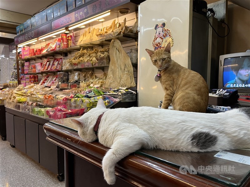 Kucing toko Money (depan) dan Cola menjaga barang-barang kering di toko milik pemiliknya di Dadaocheng, membantu mengusir tikus. (Sumber Foto : CNA, 4 September 2025)