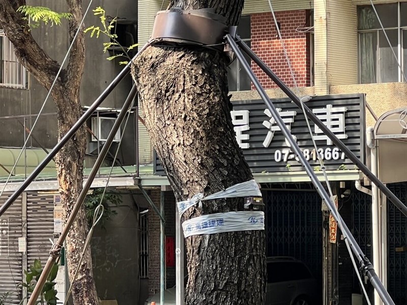 Biro MRT Kaohsiung memperkuat pohon sebagai persiapan menghadapi Taifun Ragasa. (Sumber Foto : Biro MRT Kaohsiung)