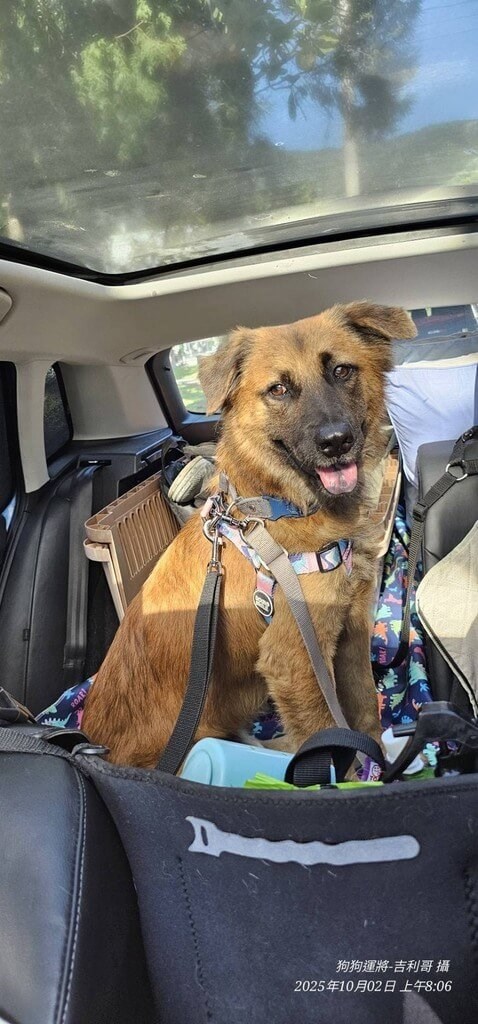 Setelah diselamatkan dari banjir Hualien, anjing bernama "168" hanya menunjukkan kasih sayang kepada penyelamatnya dalam foto yang tidak bertanggal ini. (Sumber Foto : Dokumentasi stasiun penyelamatan hewan Hualien).