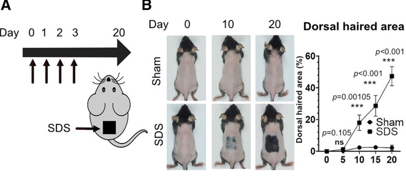 (Sumber Gambar : Tangkapan layar dari sebuah studi yang diterbitkan di Cell Metabolism)