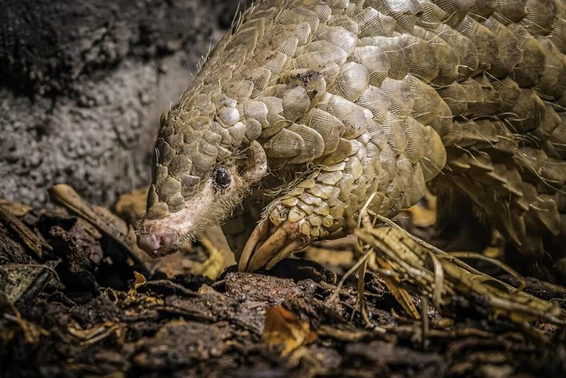 Seekor trenggiling Formosa. (Sumber Foto : Kebun Binatang Taipei)