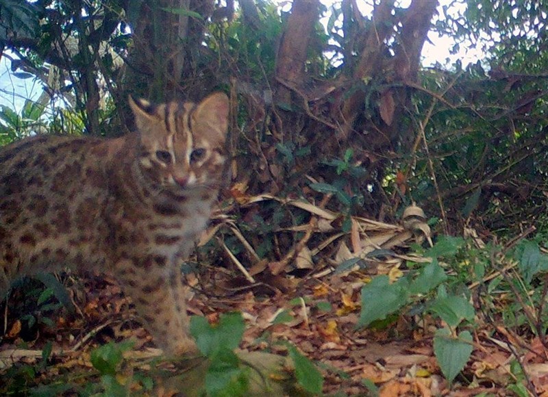 Kucing kuwuk. (Sumber Foto : Dokumentasi Direktorat Jenderal Kehutanan dan Konservasi Alam Cabang Nantou)