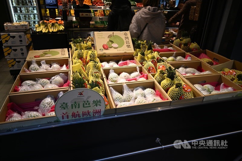 Jambu biji Taiwan kini tersedia di Belanda. (Sumber Foto : CNA, 6 Desember 2025)