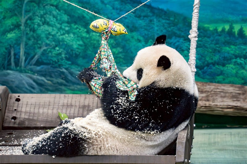 Seekor panda raksasa di Taipei Zoo berpegangan pada "karangan bunga Natal" yang terbuat dari kain dan diisi dengan serpihan kayu, yang dibuat untuk mendorong eksplorasi aroma. (Sumber Foto : Taipei Zoo)