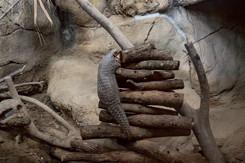 Seekor trenggiling memanjat "pohon Natal" -- tumpukan kayu dengan makanan yang disembunyikan di dalam lubang-lubang yang dibor -- di Taipei Zoo. (Sumber Foto : Taipei Zoo)