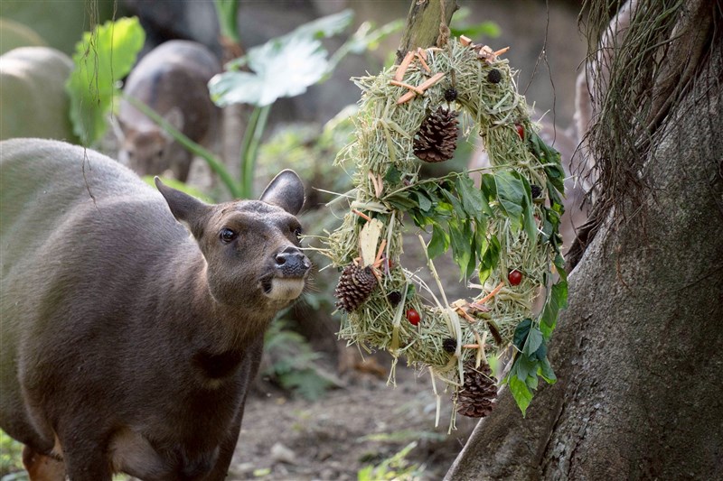 Seekor rusa sambar Formosa di Taipei Zoo mendekati karangan bunga Natal yang dapat dimakan, terbuat dari rumput, sayuran, dan buah-buahan. (Sumber Foto : Taipei Zoo)