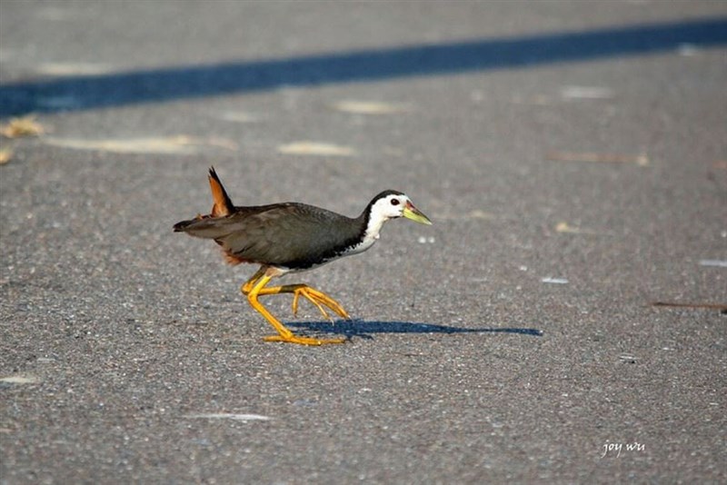 Ruak-ruak. (Sumber Foto : Tainan Ecological Conservation Society)